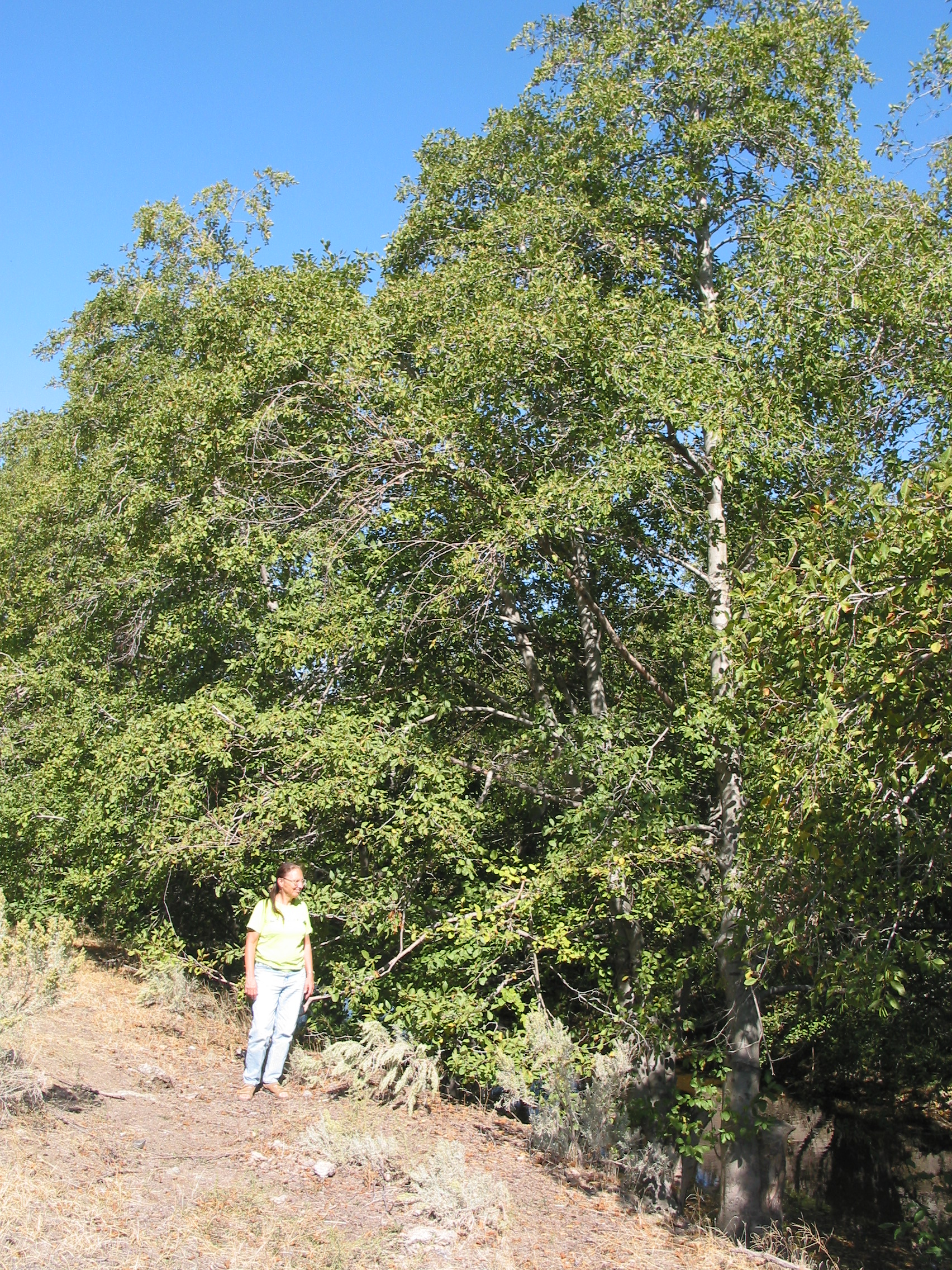 Sitka alder (Alnus sinuata)