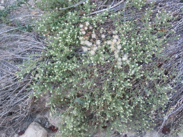 littleleaf brickelbush, small-leaved brickellia (Brickellia microphylla)