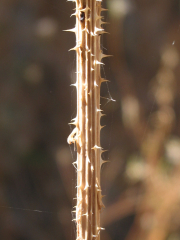 common teasel (Dipsacus fullonum)