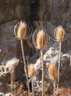 common teasel (Dipsacus fullonum)
