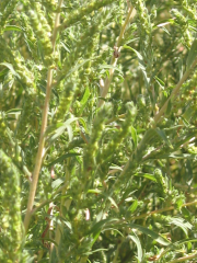Kochia (Kochia scoparia)
<p>
<p>
