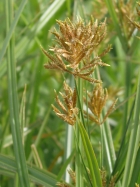 Yellow Nutsedge (Cyperus esculentus)