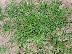 annual bluegrass (Poa annua)