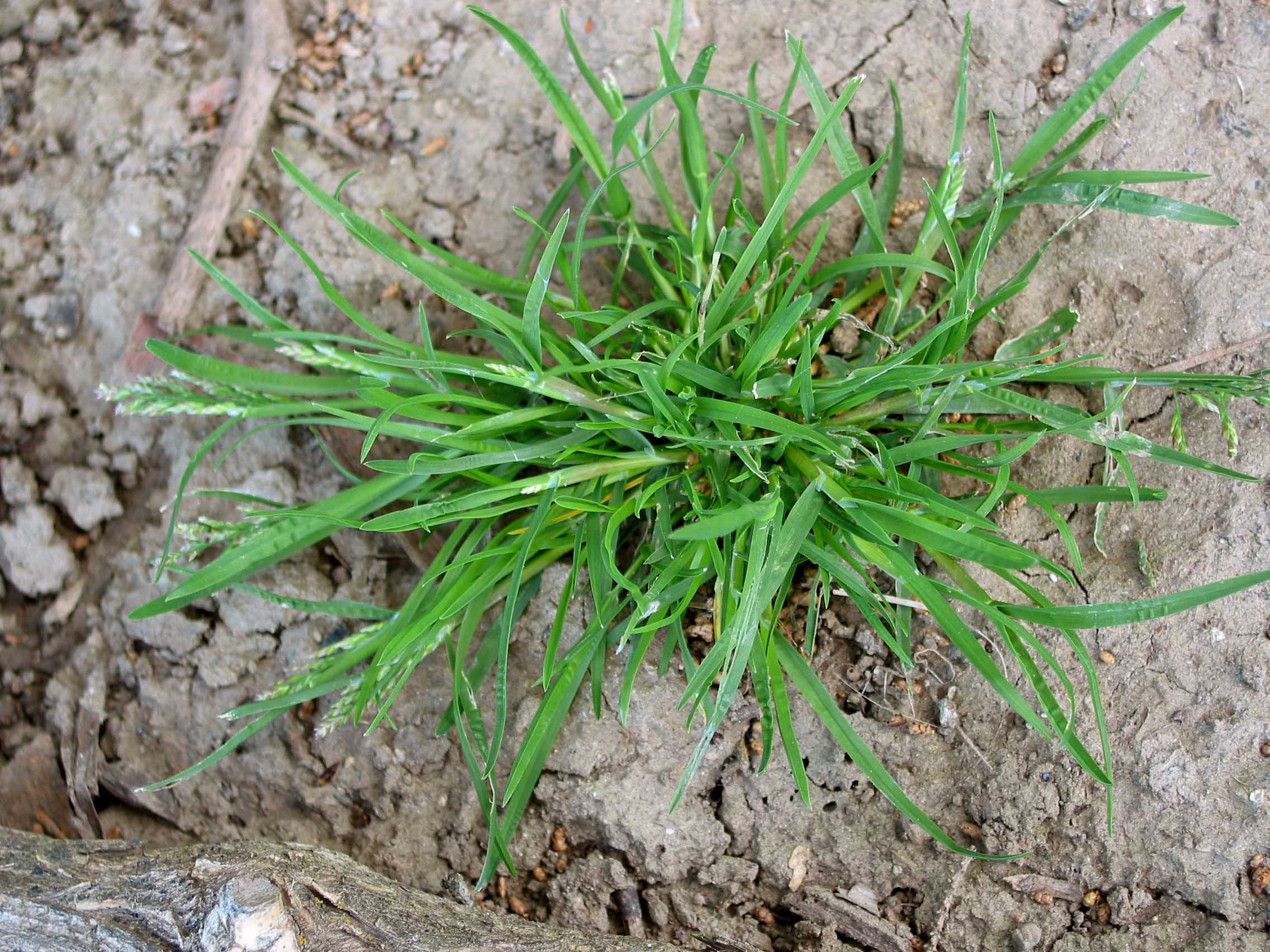 annual bluegrass (Poa annua)