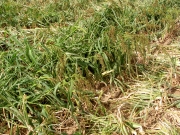 Barnyard grass (Echinochloa muricata) 