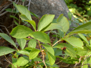 black twinberry (Lonicera involucrata)