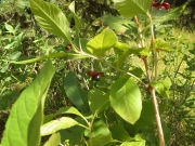 black twinberry (Lonicera involucrata)
