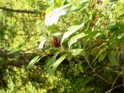 black twinberry (Lonicera involucrata)
