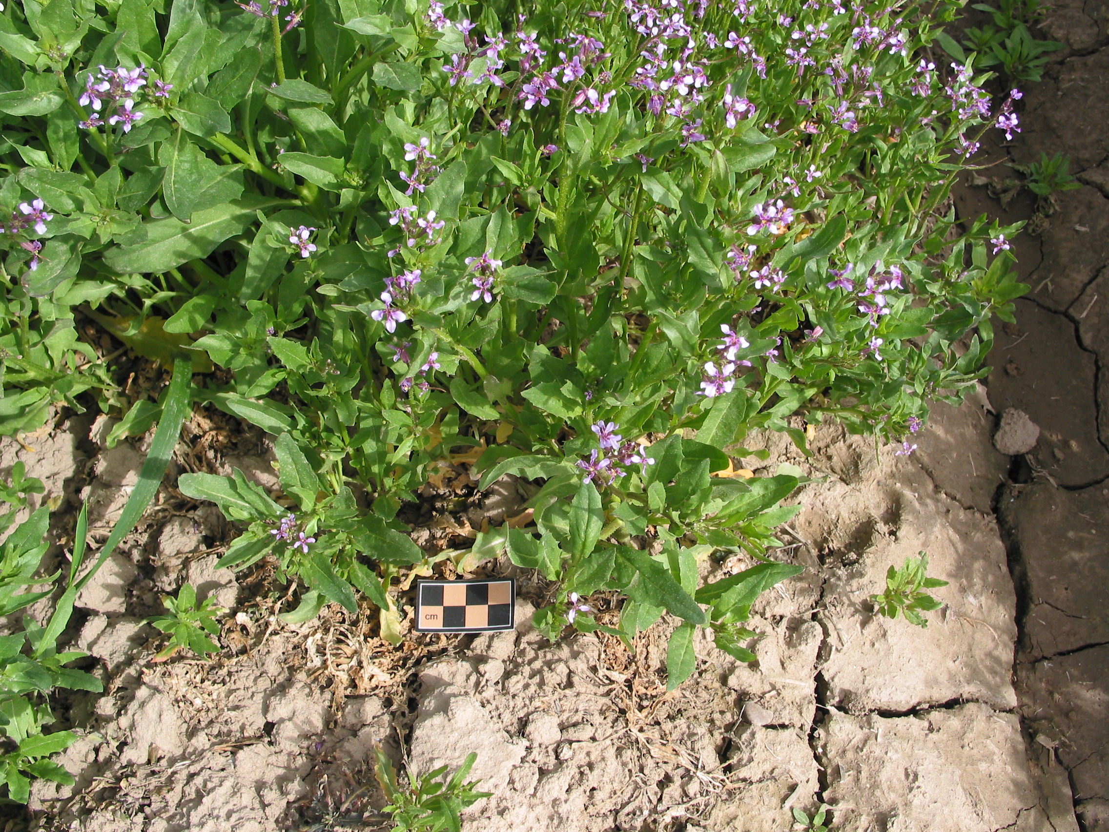 blue mustard, tenella mustard, purple mustard (Chorispora tenella)