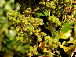 buckbrush, snowbush (Ceanothus velutinus)
