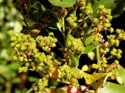 buckbrush, snowbush (Ceanothus velutinus)