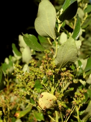 buckbrush, snowbush (Ceanothus velutinus)