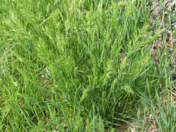 bulbous bluegrass (Poa bulbosa)
