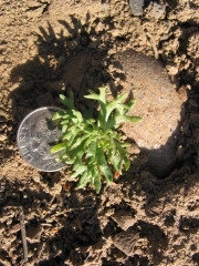 bur buttercup, hornseed buttercup (Ranunculus testiculatus)
