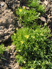 bur buttercup, hornseed buttercup (Ranunculus testiculatus)

