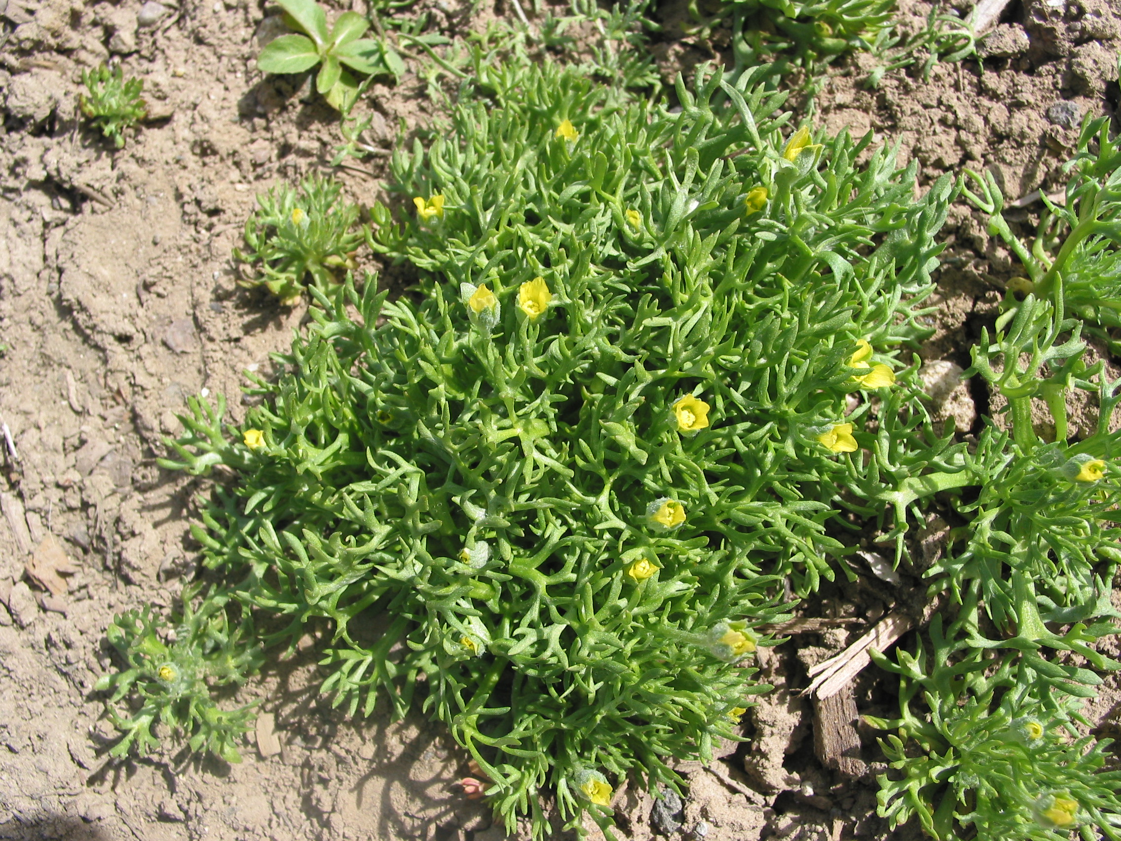 bur buttercup, hornseed buttercup (Ranunculus testiculatus)
