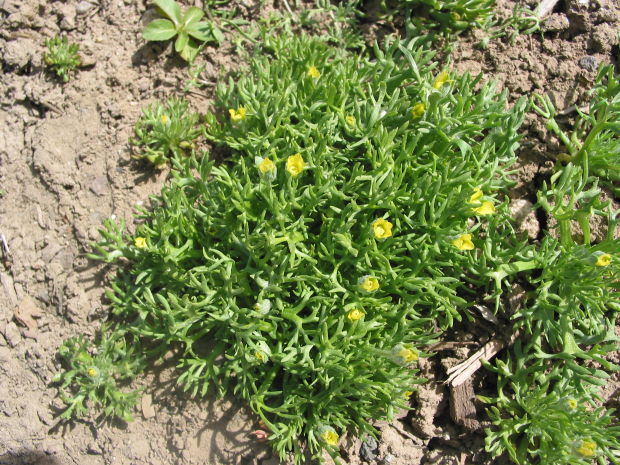 bur buttercup, hornseed buttercup (Ranunculus testiculatus)
