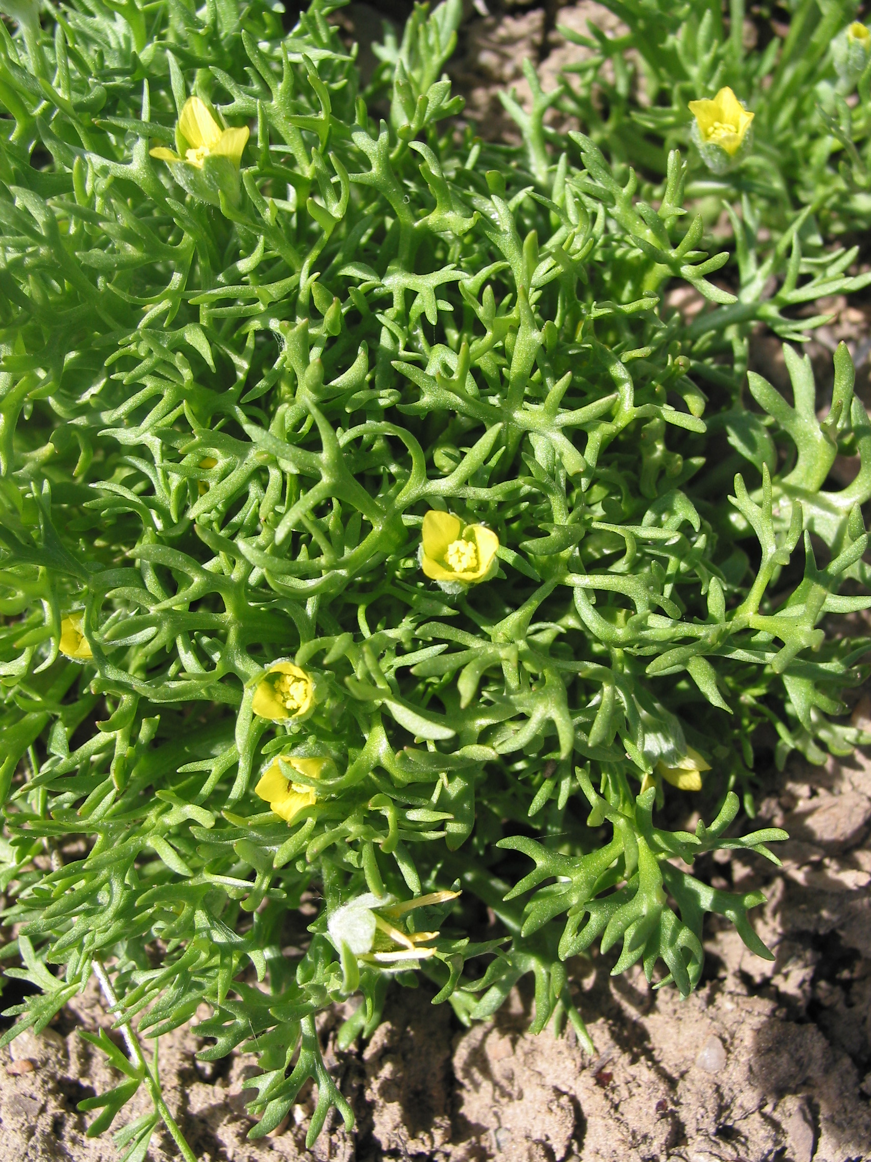 bur buttercup, hornseed buttercup (Ranunculus testiculatus)
