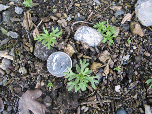 bur buttercup, hornseed buttercup (Ranunculus testiculatus)
