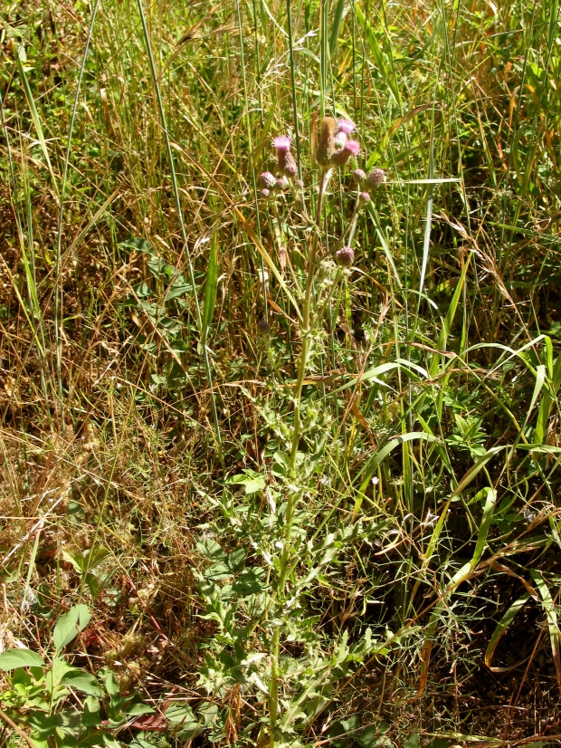 Canada thistle (Cirsium arvense)

