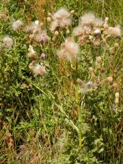 Canada thistle (Cirsium arvense)
Seeds are starting to disperse.