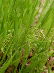 Cheat grass (Bromus tectorum)