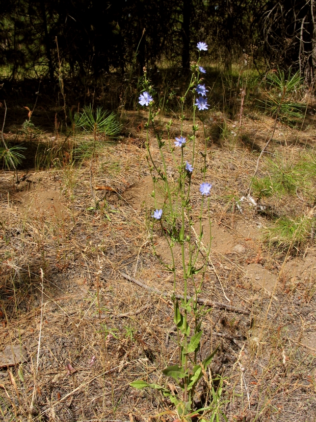 chicory (Cichorium intybus)