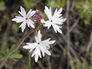 prairie star, woodland star (Lithophragma heterophyllum)