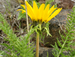 hairy balsamroot (Balsamorhiza hirsuta)
