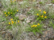 hairy balsamroot (Balsamorhiza hirsuta)