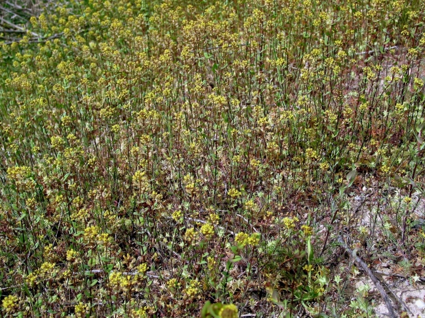 Clasping Pepperweed (Lepidium perfoliatum)