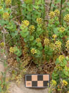 Clasping Pepperweed (Lepidium perfoliatum)