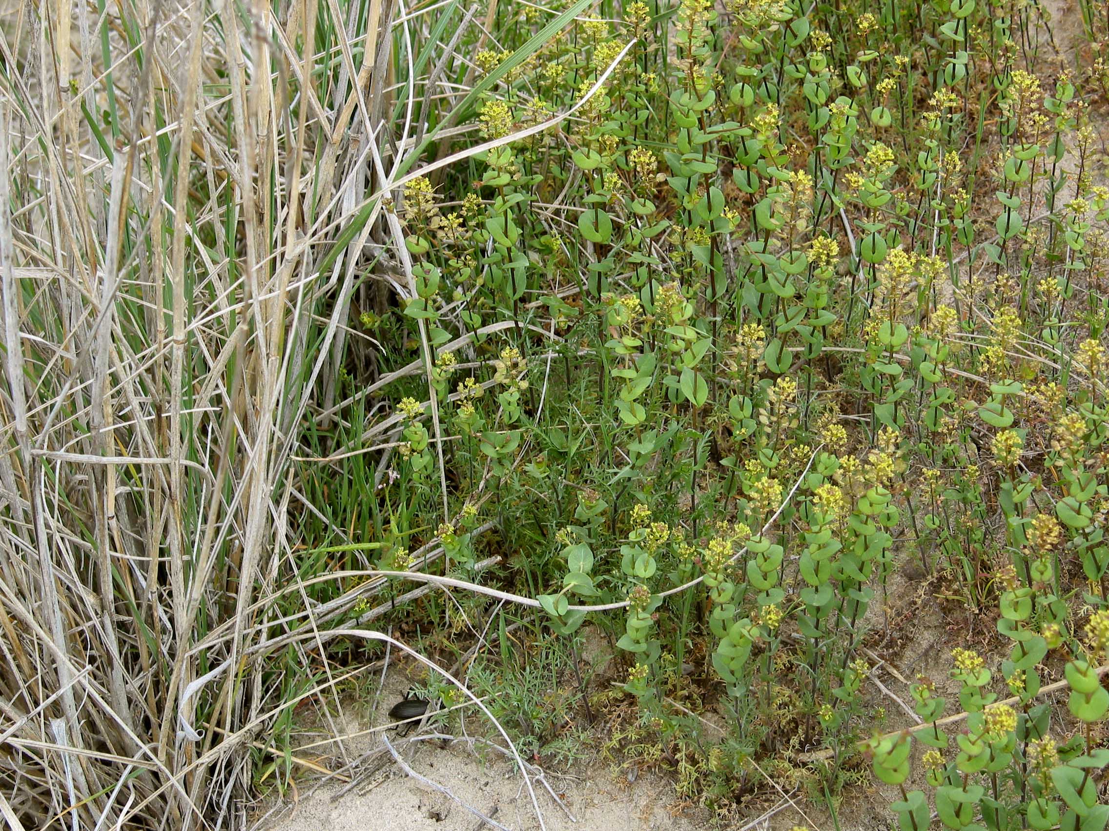 Clasping Pepperweed (Lepidium perfoliatum)