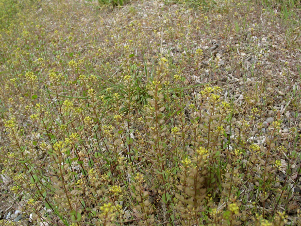 Clasping Pepperweed (Lepidium perfoliatum)