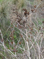 common cockleburr (Xanthium strumarium)
