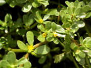 common purslane (Portulaca oleracea)
