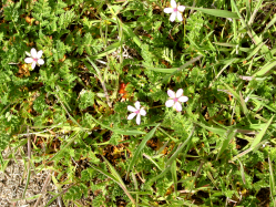 storksbill, filaree (Erodium cicutarium)
