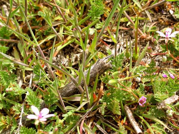 storksbill, filaree (Erodium cicutarium)
