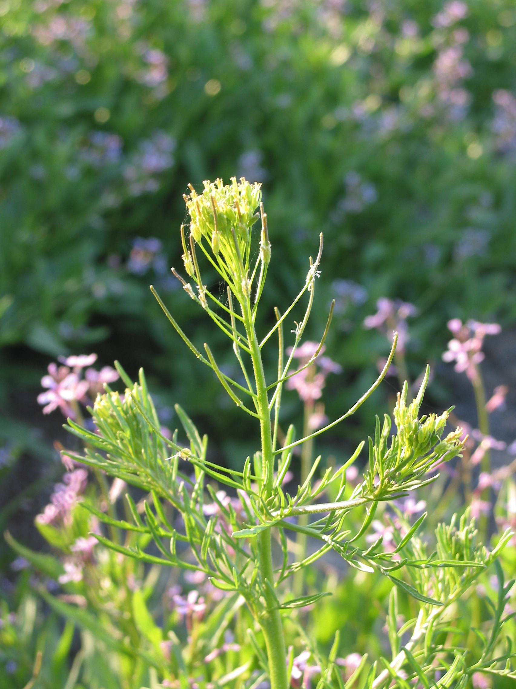 Flixweed (Descurainia sophia)
