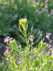 Flixweed (Descurainia sophia)
