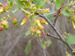 Golden Currant (Ribes aureum) 
<p>
