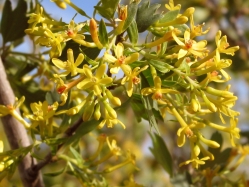 Golden Currant (Ribes aureum) 