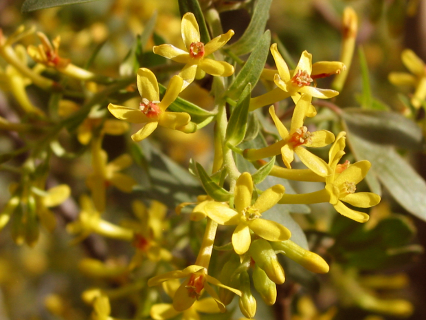 Golden Currant (Ribes aureum) 

