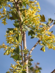 Golden Currant (Ribes aureum) 