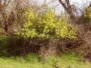Golden Currant (Ribes aureum) 



