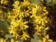Golden Currant (Ribes aureum) 
<p>