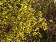 Golden Currant (Ribes aureum)