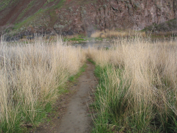Great Basin Wild Rye (Elymus cinereus)