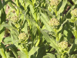 hoary cress, whitetop (Cardaria spp.)
