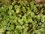 Miner's lettuce (Montia perfoliata)